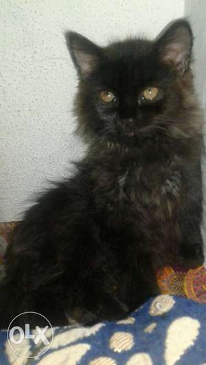 Black Long-coated Cat