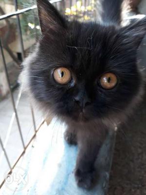 Black Persian cat male 3 months