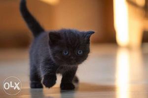 Black Short-coated Kitten
