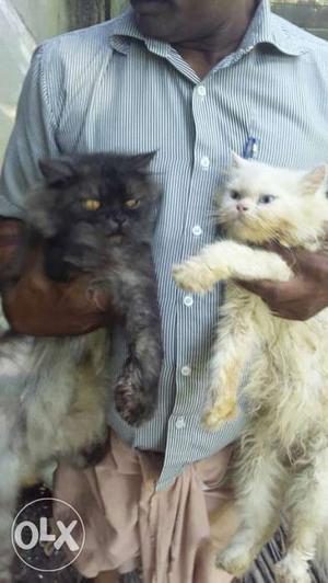 Black & Wight Persian cat male& female fore sale