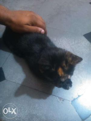 Black persian 2 months baby for sale urgent