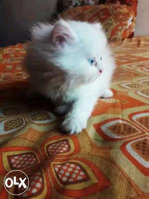 Blue Eyes White Persian Kitten
