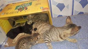 Brown Tabby Cat And Kittens