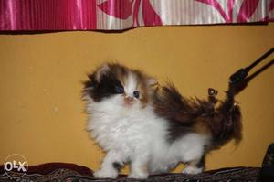 Calico best quality pure persian kittens hurry