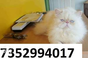 Cat available at raj pet shop with delivery in purnia