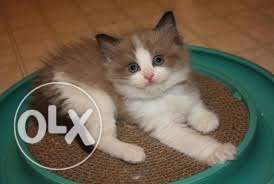 Cat for sell - in bhopal - dayal pet center