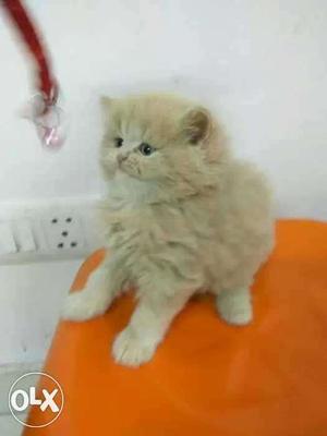 Cat kitten persian kitten cats sale blue eyes low price free