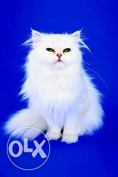 Delivery all over India Persian cat kitten