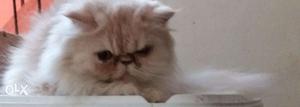 Extreme Punch Face Female Persian Kitten 11 Months old