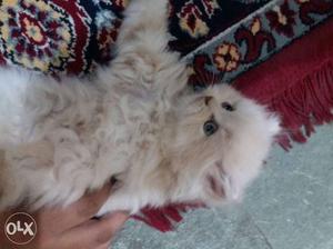 Fawn colour pure persian male cat(doll