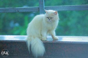 Female persian kitten.. 11 months old.. cute and