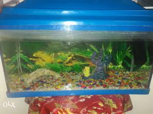 Fish aquarium in new condition with fish food,