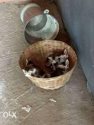 Five Calico Kittens