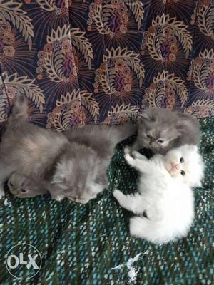 Four Long-fur Gray And White Kittens
