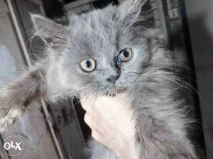 Gray Russian Blue Cat