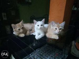 Great sale of this cute tabby kittens