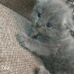 Grey Persian kitten 20days old