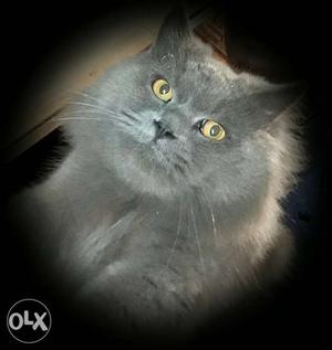 Grey dollface persian male for sale
