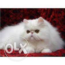 Gud persian kitten very friendly (female) India kennel