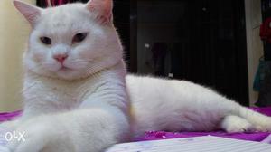 Healthy white Persian male cat for mating