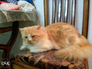 Heavy Bone Male Persian Cat For Mating