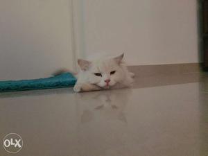 Homely Male Persian Cat 1yr old