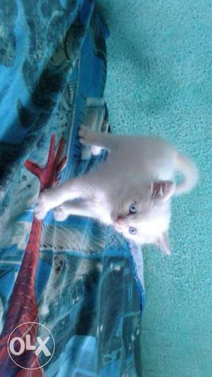 I have blue eyes male Persian cat kittens for sale