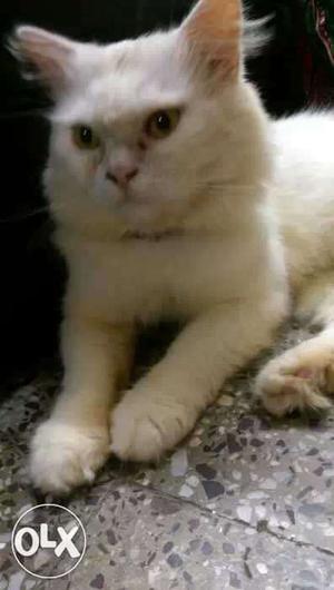 I want to Sell my Male Persian Cat. Age 13 months