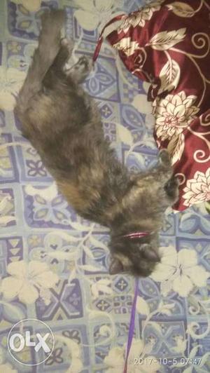 I want to sell my Female Prussian Cat, She is