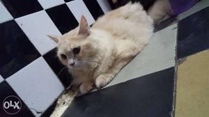 I want to sell my caramel colour persian male cat