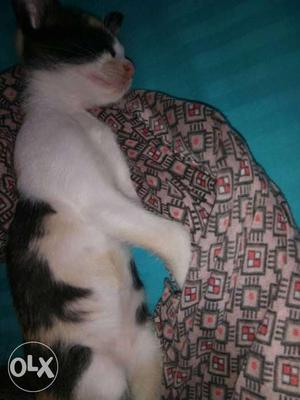 I want to sell my kitten urgently..rs_300