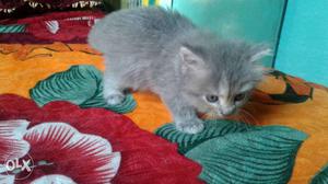 L have female kittens for sale