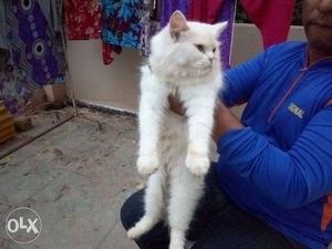 Long Fur White female cat 15 months