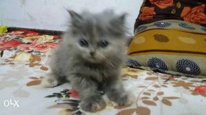 Long-coated Gray Kitten