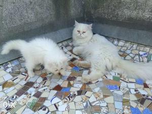 Long-coated White Kitten
