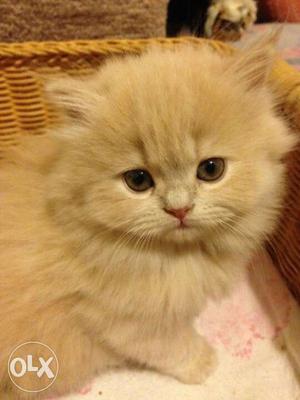Long-fut Orange Tabby Kitten
