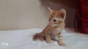 Male kitten 2 months old Indian breed Shiny