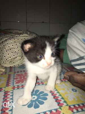 Male persion kitten 2 month old