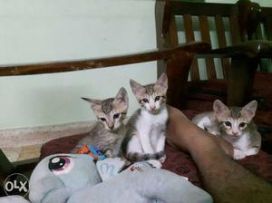 Mom cat and three kittens