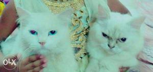 Not for sale my white persian cat with sharp blue eyes