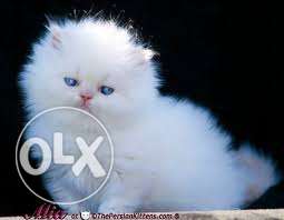 Odd eyes pureline full white cat for sale