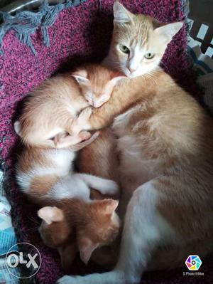 Orange And White Cat And Kittens