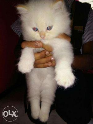 Parshian kitten female for sale 1 month old full