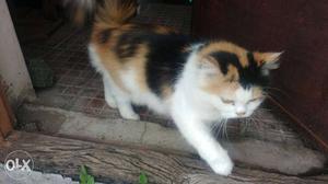 Parsian cat calico femal 14 month best quality