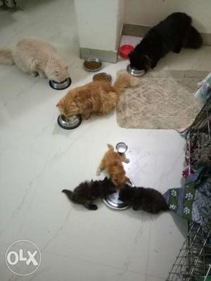 Percian kittens for sale