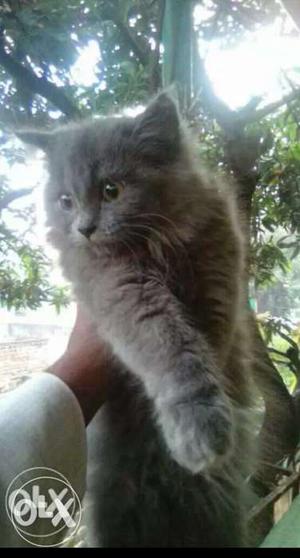 Persian Cat Grey 2 months old for sale mob no 