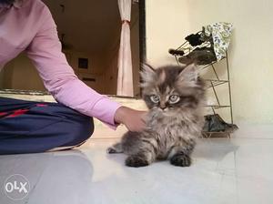 Persian Kittens Home Breed Toilet Trained 50 days