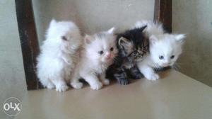 Persian Kittens available in all colors