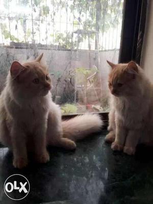 Persian Pair Available(negotiateable)