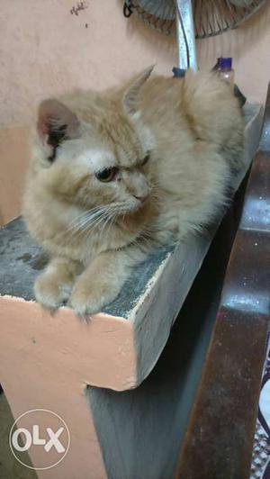 Persian cat 1 year (female)